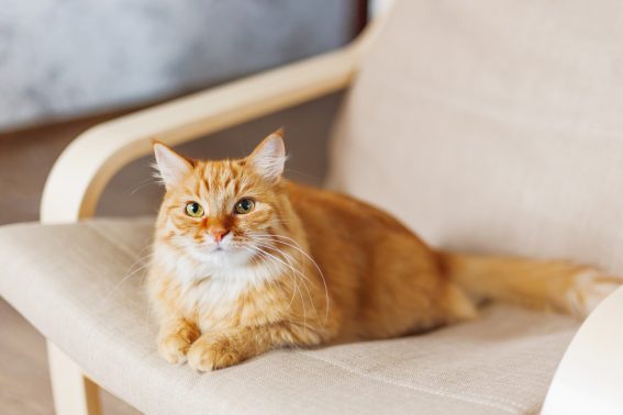 自宅で過ごす猫
