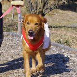 颯爽と歩く大型犬