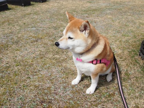 お座りする柴犬