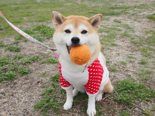 おもちゃで遊ぶ犬