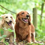 緑豊かな場所で散歩する犬