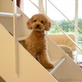 自宅でのんびり過ごす愛犬