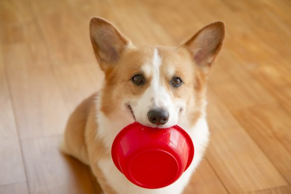 おかわりを要求する犬