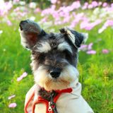 きれいな花の前でお座りする犬