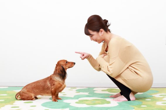 向かい合う女性と犬