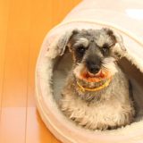 自宅のベッドに入る犬