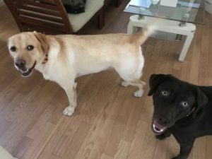 カメラ目線の大型犬