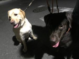 夜の散歩代行