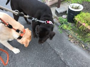 散歩中匂いを嗅ぐ犬