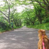 公園で愛犬を散歩
