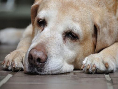 高齢犬のゴールデン