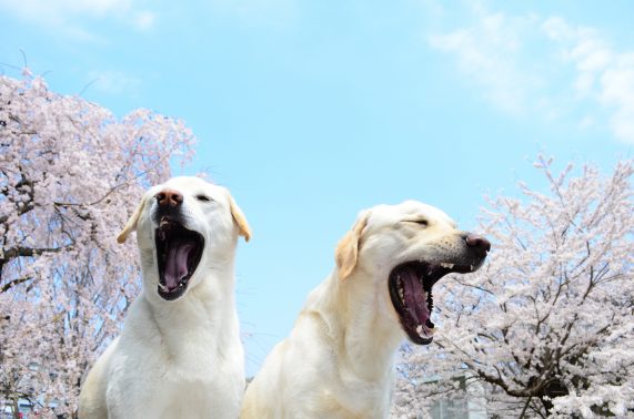 あくびする犬たち