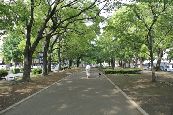 遊歩道の犬