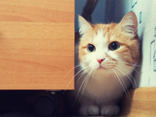 寂しそうな猫