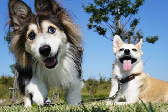 楽しげな犬たち