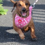 楽しく散歩する小型犬