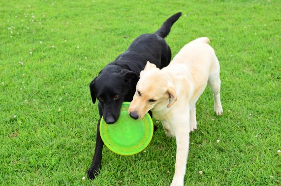フリスビーで遊ぶ犬達