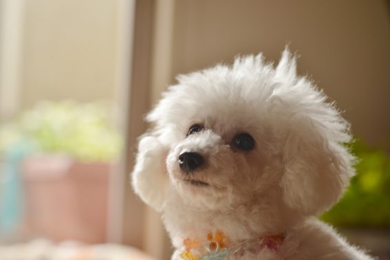 屋内にいる犬