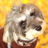 紅葉の下見つめる犬