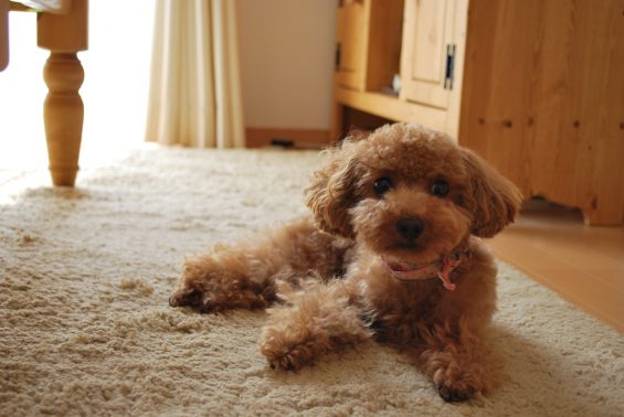 ストレスなく過ごす犬