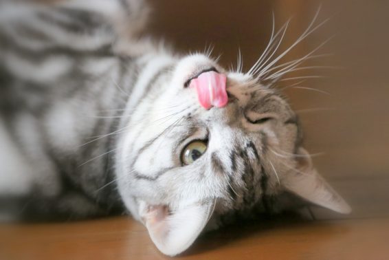 ウインクする猫