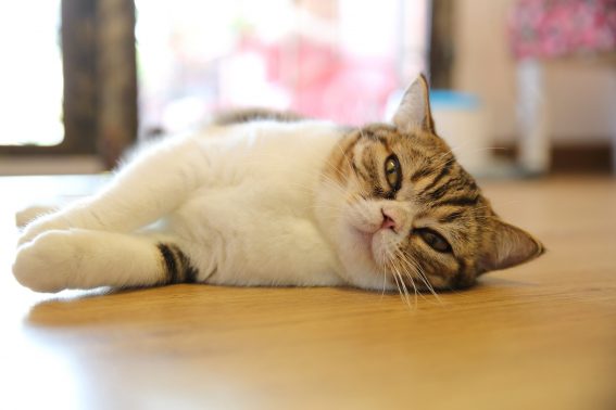 寝転がる猫