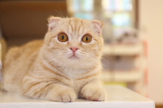 目を見開く猫