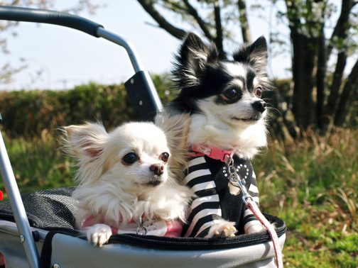 堂々とした犬達