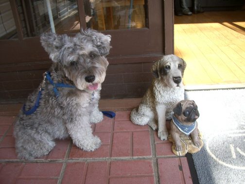 商店街での犬