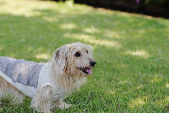 公園で洋服を着た犬