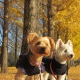 2頭で公園を散歩する犬