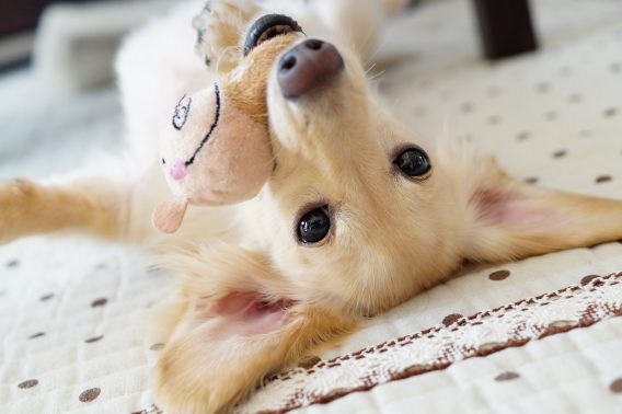 室内で遊んでいる犬