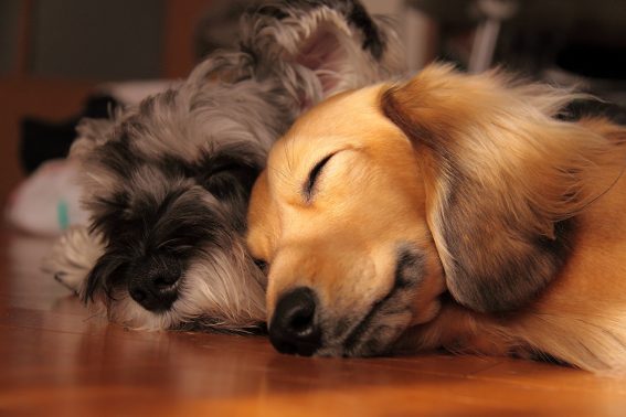 ぐっすり寝る犬たち