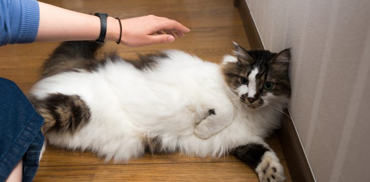 甘える猫