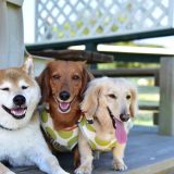 仲良しな犬たち