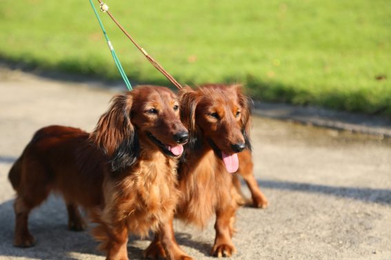 2頭で歩く犬