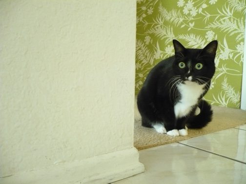 びくびくしている猫
