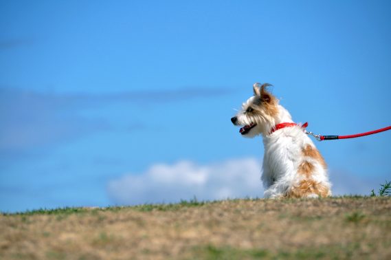 河川敷を歩く犬
