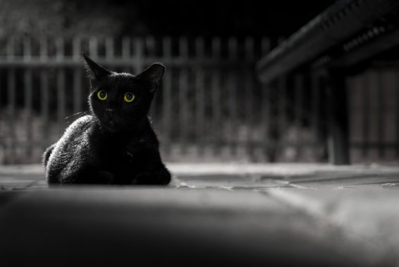 暗闇に佇む猫
