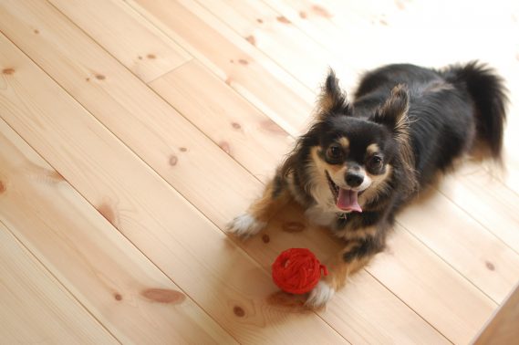 遊ぶことが好きな犬
