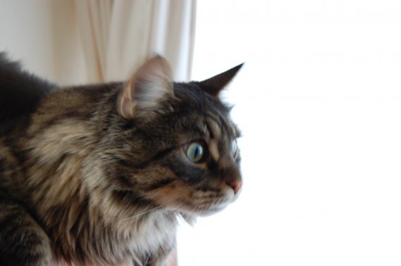 集中する猫