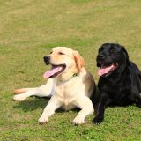仲が良い大型犬
