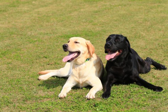 元気な大型犬の多頭飼いで起こる問題は犬の散歩代行で解決