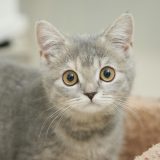 見つめる猫