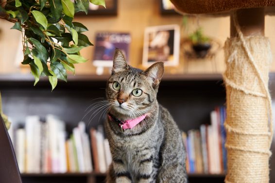 室内にたたずむ猫