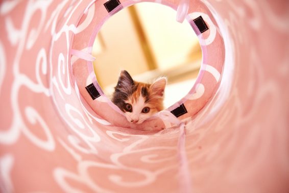 見下ろす猫