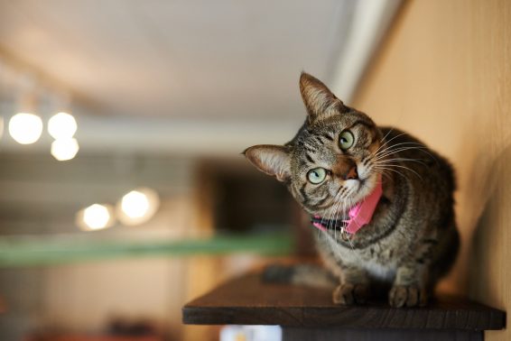 様子をうかがう猫