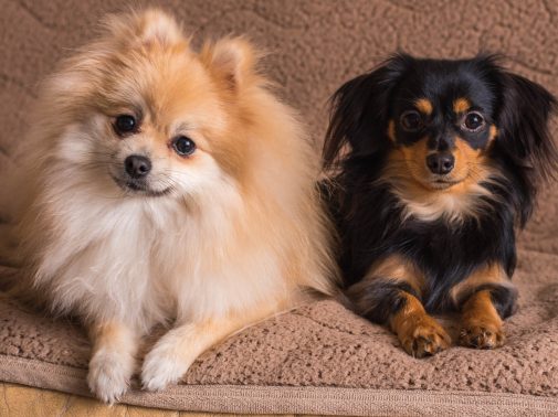 仲良しな2頭の犬