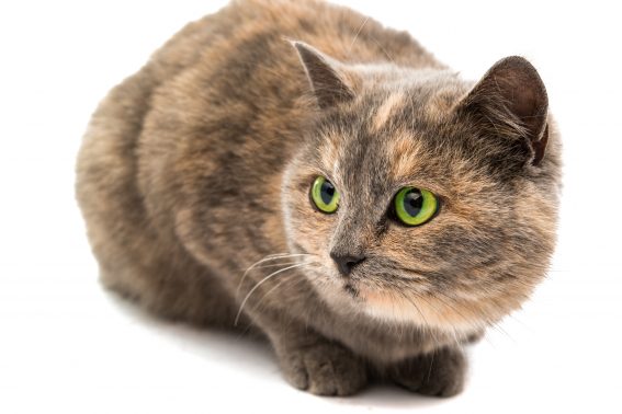 戸惑う猫