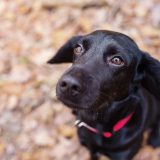 飼い主の在宅中でも犬の散歩代行を頼む3つのメリット(プロの躾)